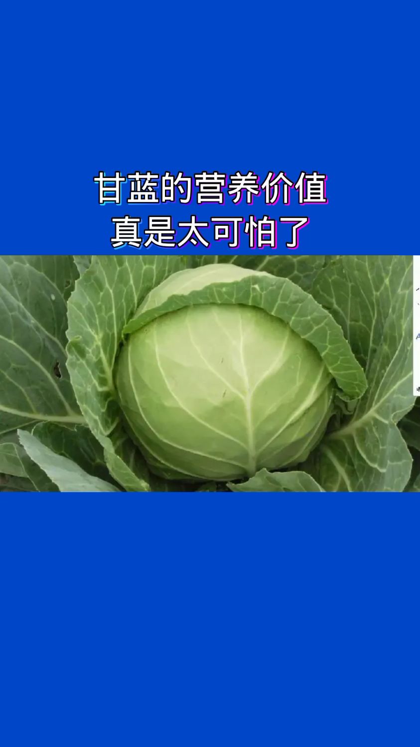 甘蓝的营养价值真是太可怕了