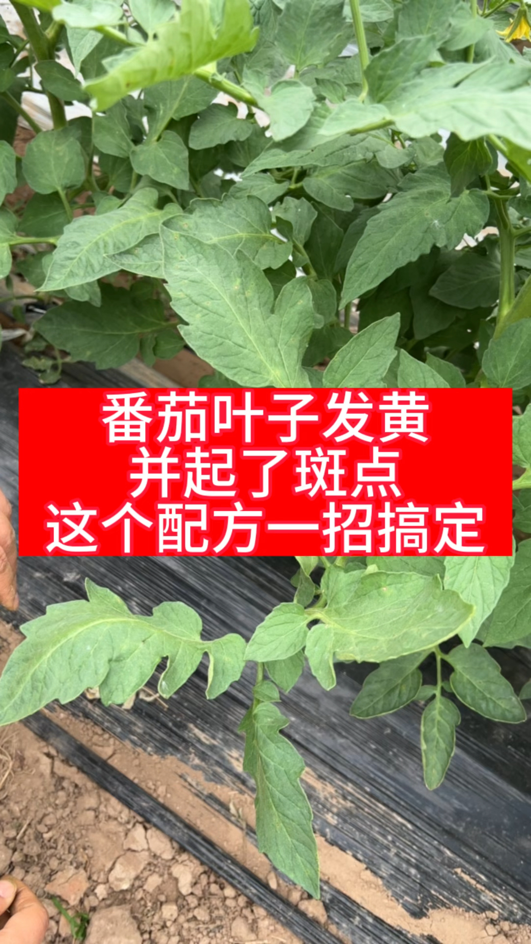 番茄叶斑病如何防治