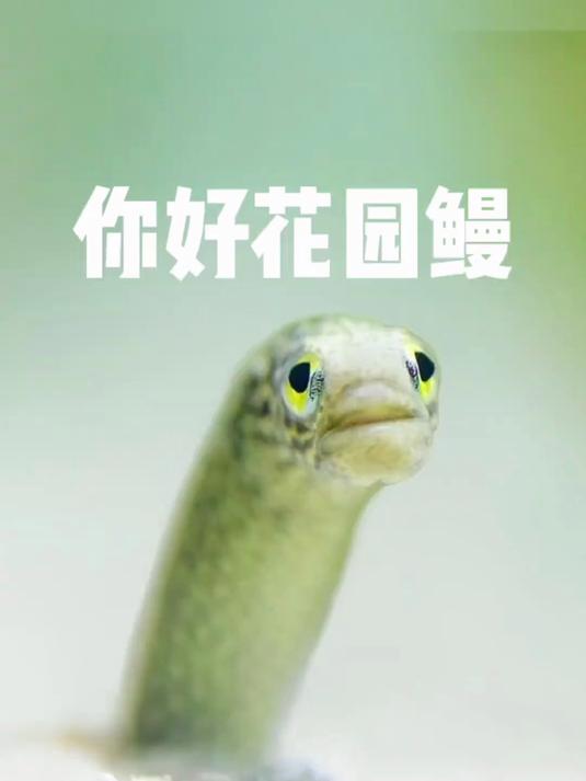 花园鳗:我不是蛇,我是人畜无害的海底精灵!
