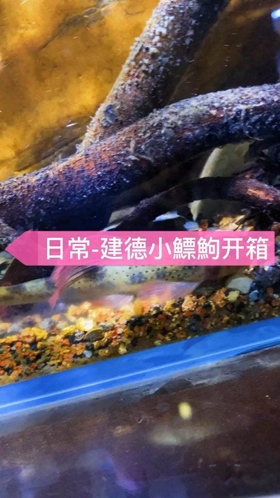 新生物建德小鳔鮈