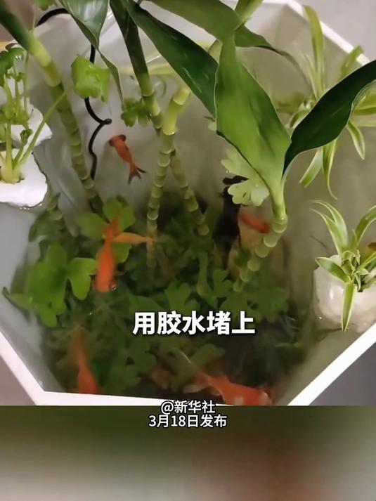 女子花盆改原生态鱼缸。网友:我好像错过了一个水世界