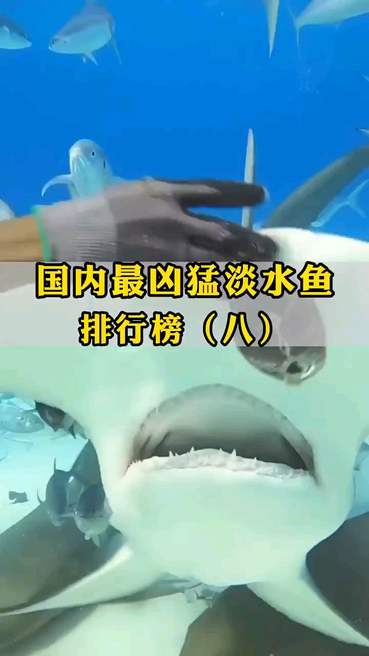 国内最凶猛淡水鱼排行榜8