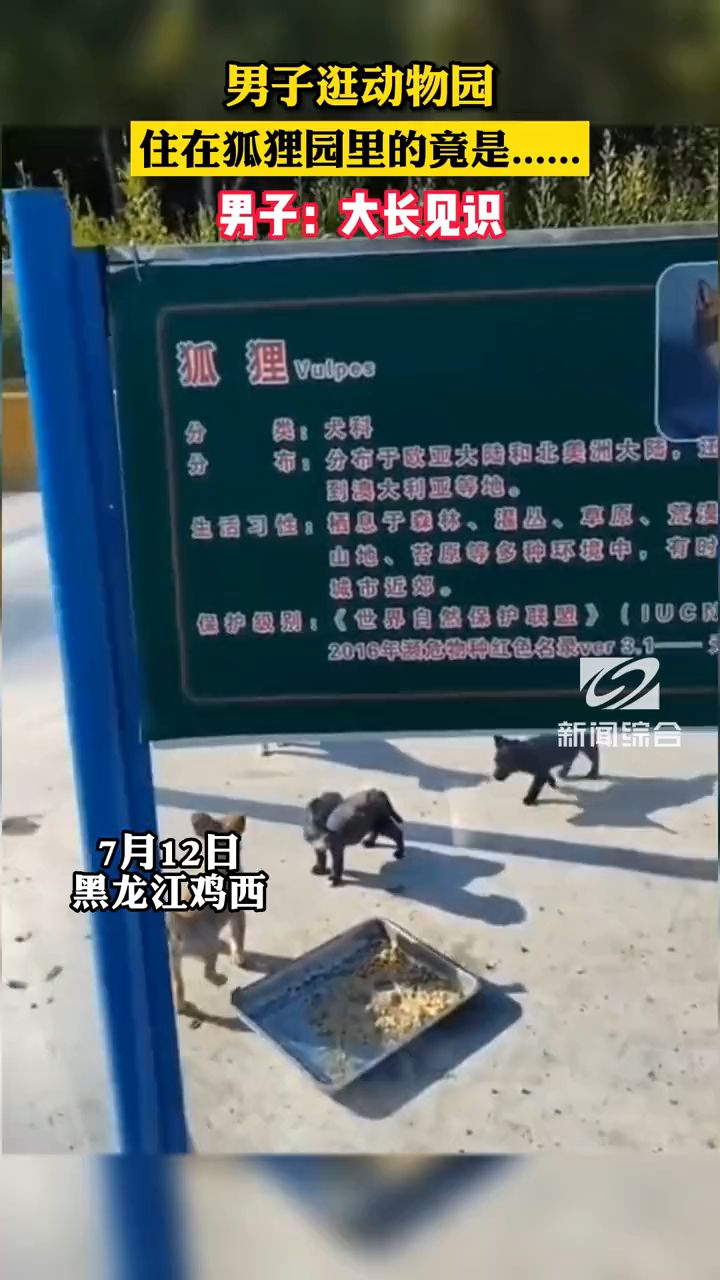 7月12日,黑龙江鸡西。男子逛动物园,住在狐狸园里的竟是......男子:大长见识!