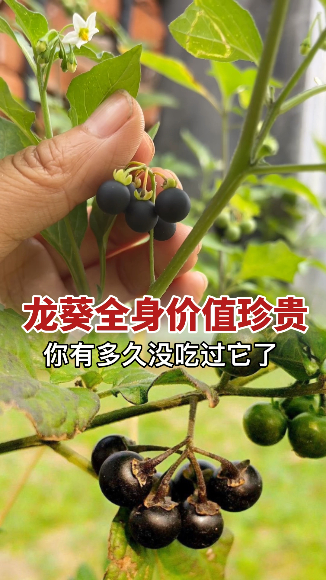 农村很受欢迎的植物：龙葵，没想到它全身是宝，果实曾为儿时的零食，你有多久没吃它了