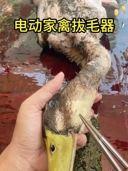 升级款460W拔毛神器鸡毛鸭毛电动鸡鸭鹅家禽脱毛机拔毛机操作便携