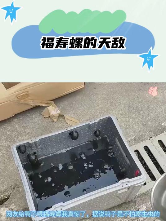 福寿螺的天敌,可以免疫寄生虫!