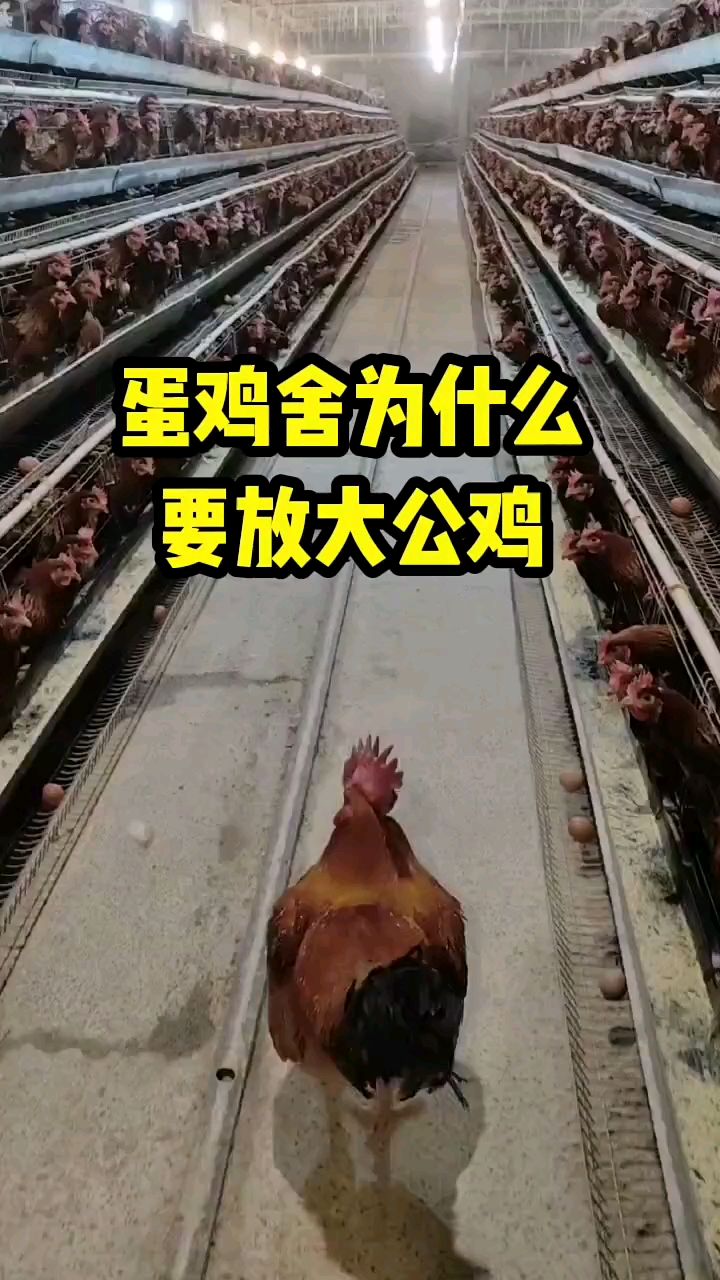 蛋鸡鸡舍为什么要放大公鸡