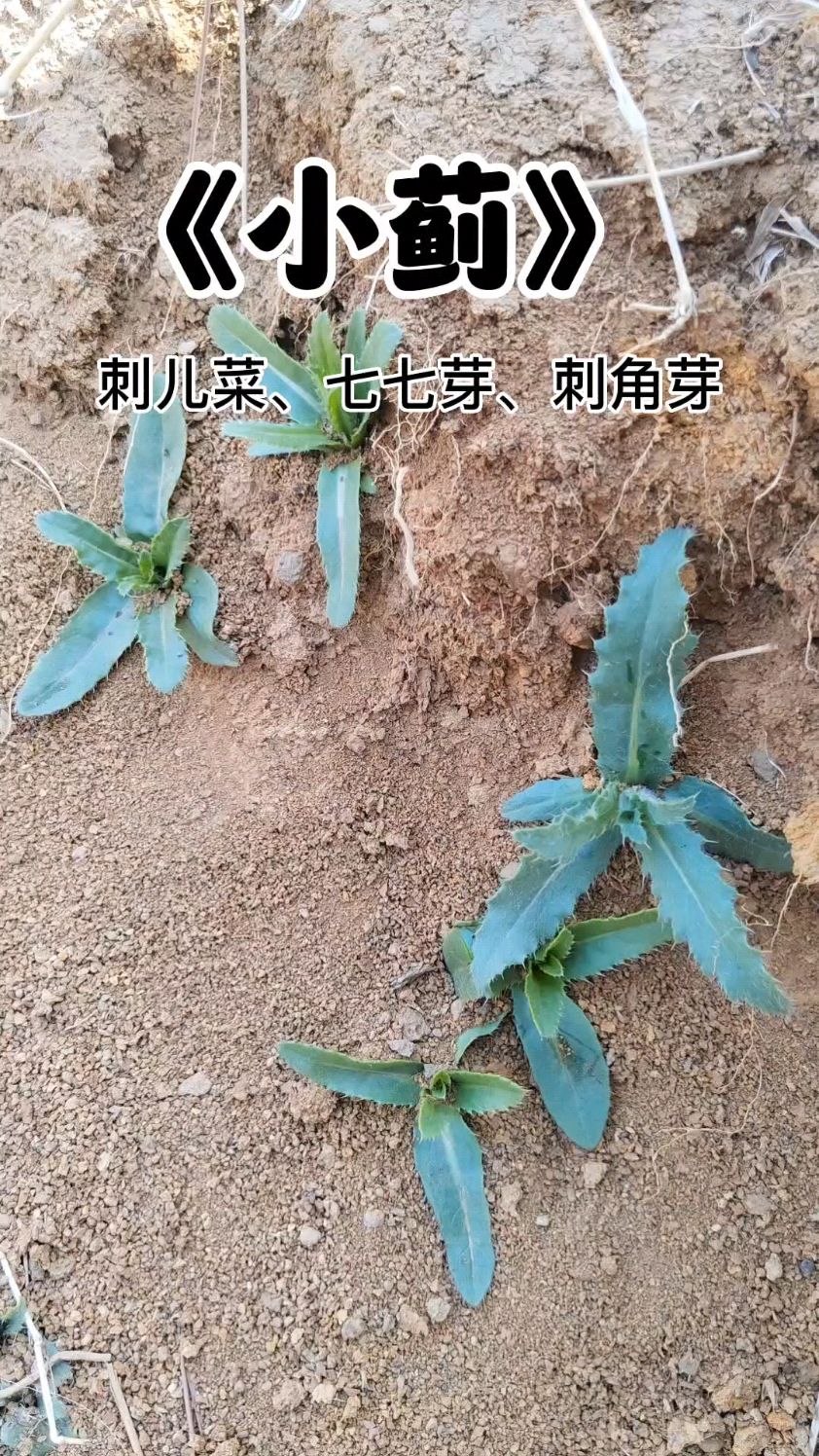 小蓟又叫刺儿菜、七七芽、刺角芽,你们那叫什么?