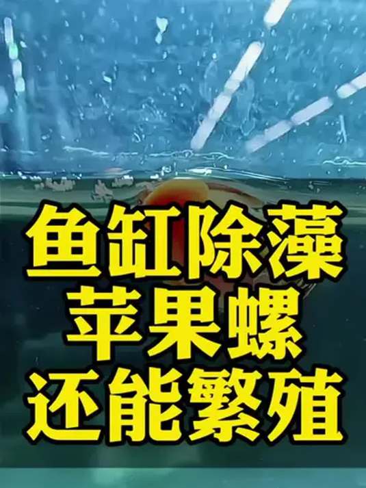 苹果螺:清洁鱼缸藻类,多繁殖能喂龟鱼,太妙啦