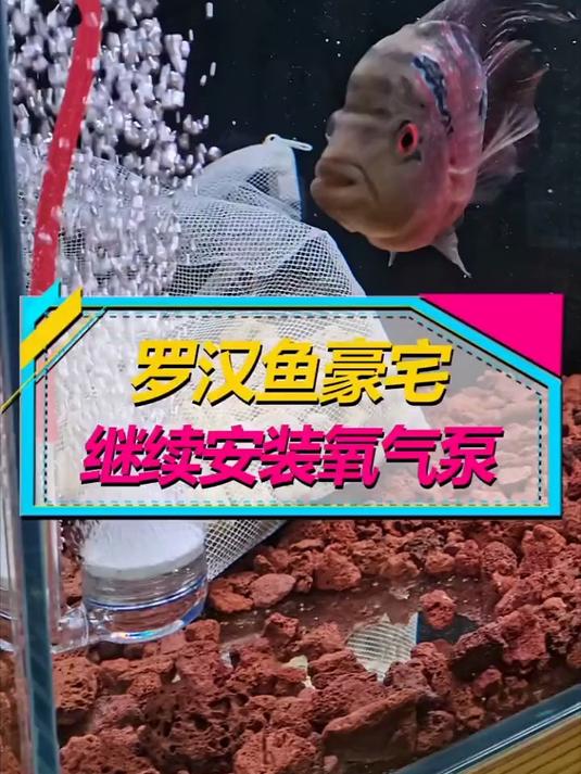 继续给鱼缸加气泵，这条鱼好幸运，比我住的都舒服！