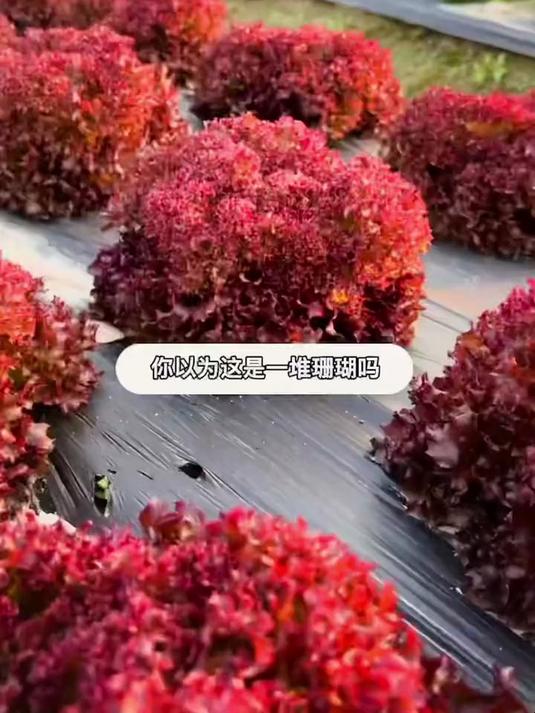 紫叶生菜盆栽颜值高,紫色叶片防虫害,种子遇水三天就发芽