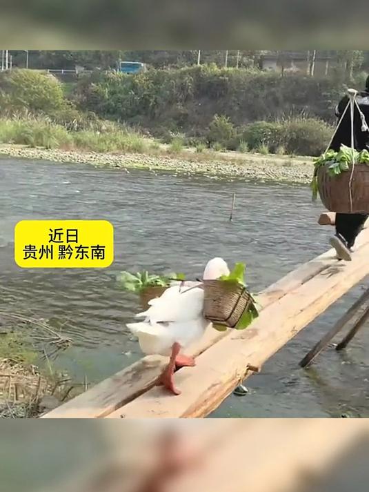 贵州黔东南大鹅对主人十分依恋，主人到哪它到哪