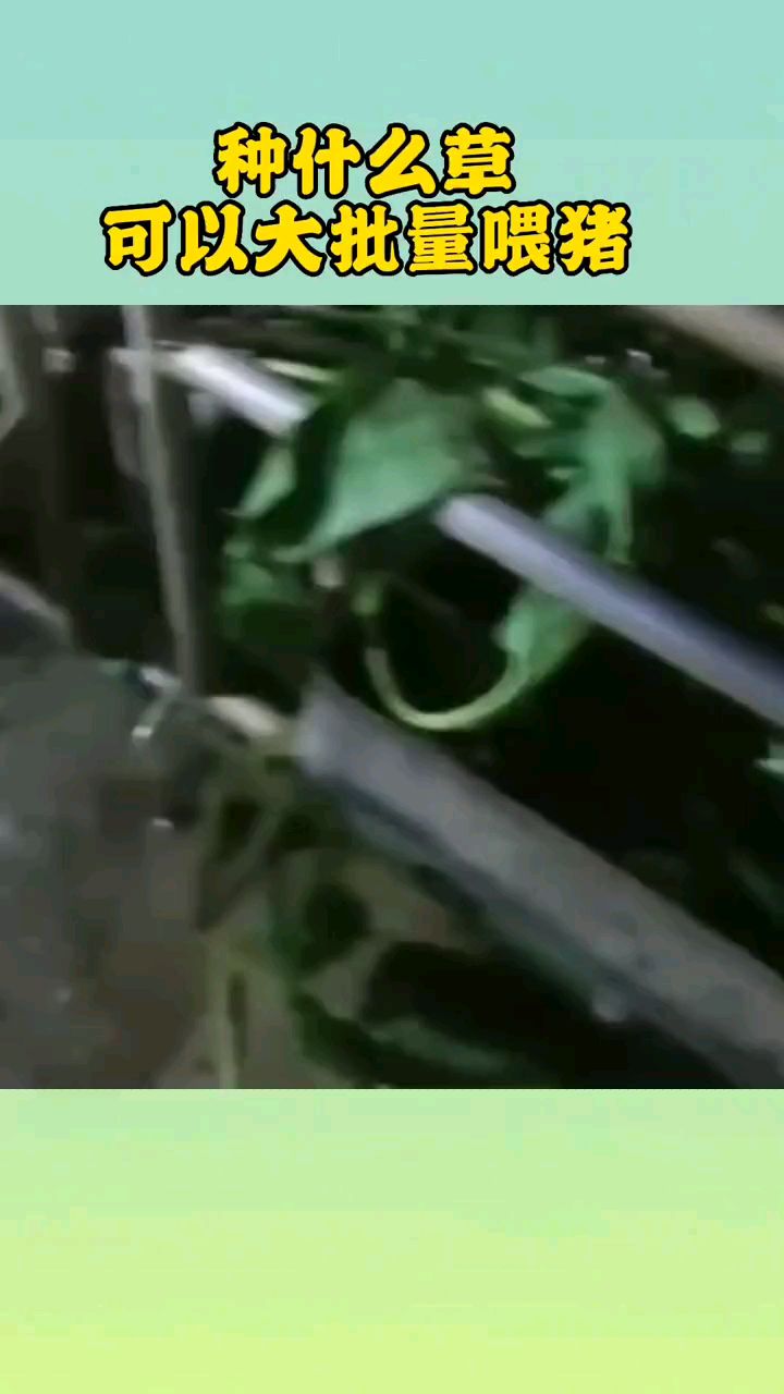 什么草可以大批量喂猪