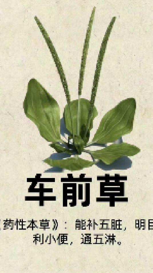 建议收藏!常见中草药图谱 ,说不定真能应急呢!