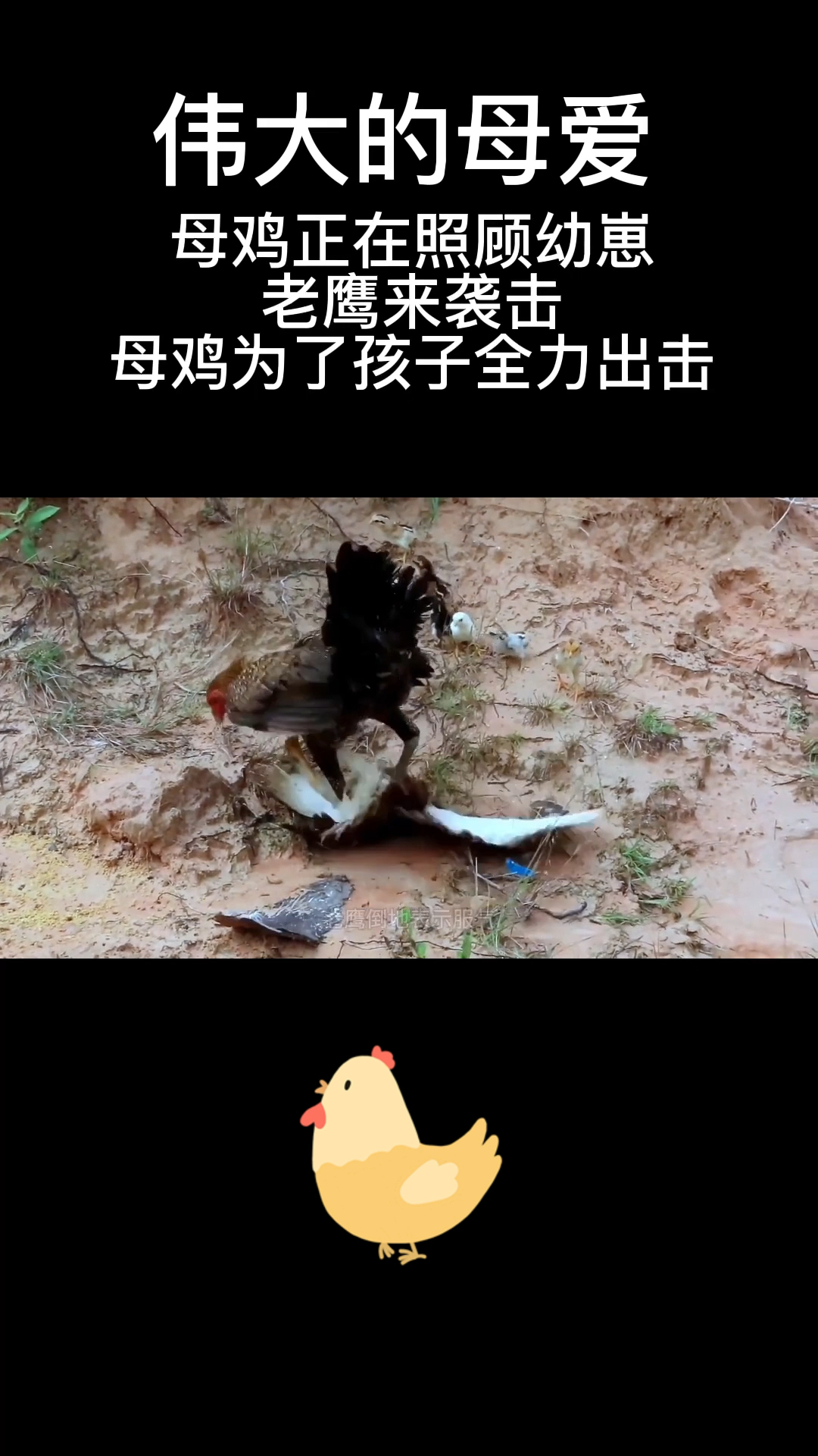 老鹰袭击鸡崽子,母鸡为了保护小鸡,与老鹰展开殊死搏斗。