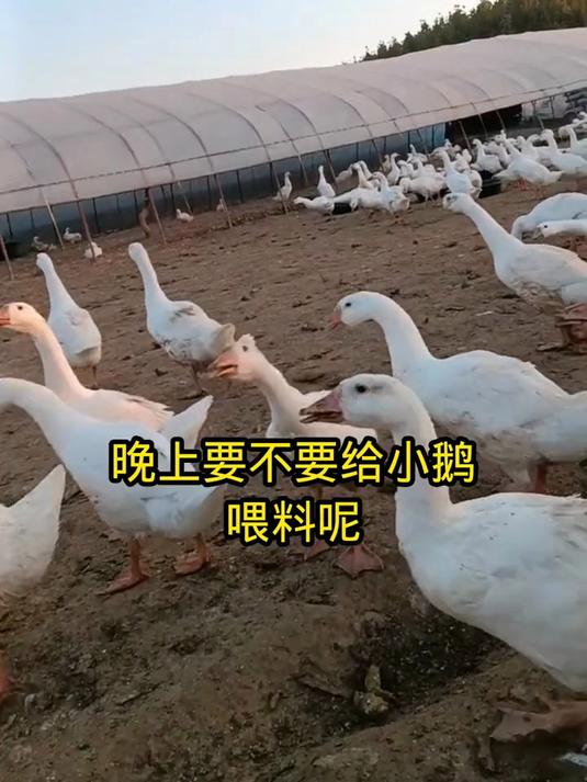 晚上要不要给小鹅喂料呢