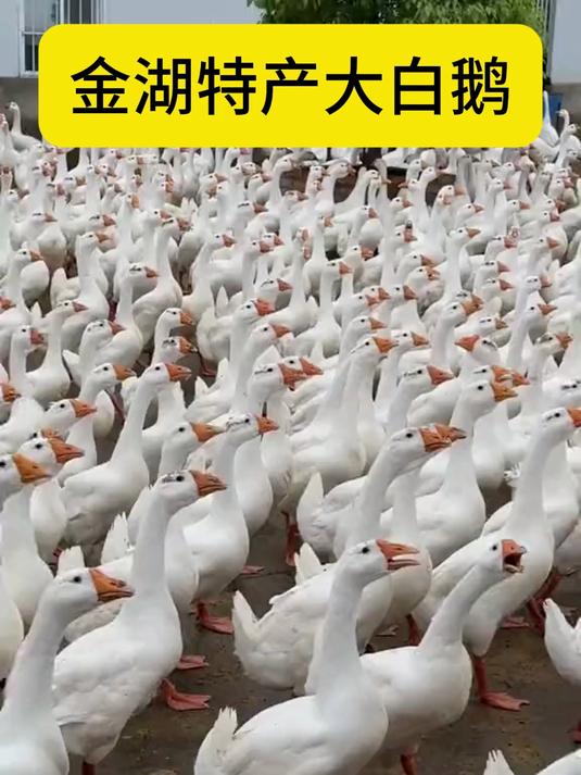 金湖春天的大白鹅 红烧做法