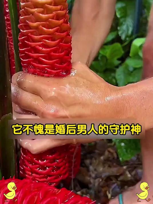 喝走气血不足!人参红黑枸杞汁,喝出透润好气色