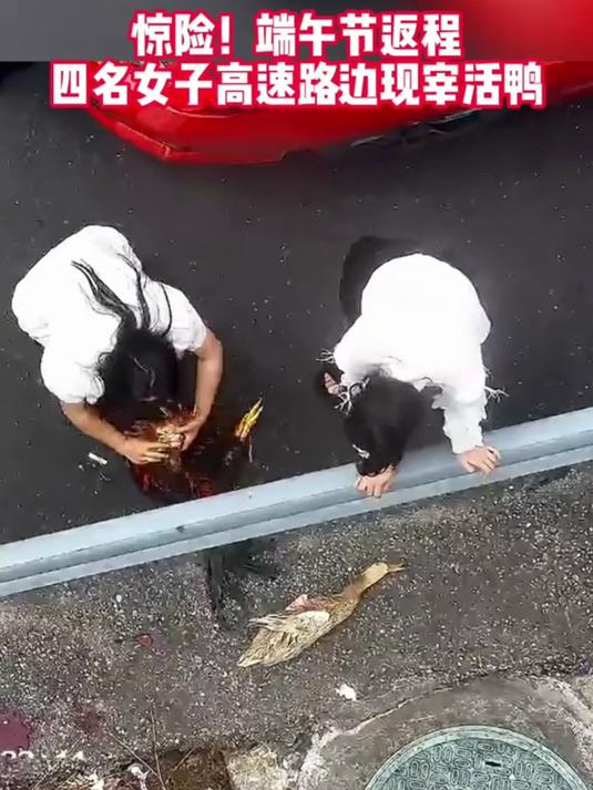 4人端午返程高速停车杀鸡宰鸭，怕浪费家里老人心意，拿刀片放血惊呆交警