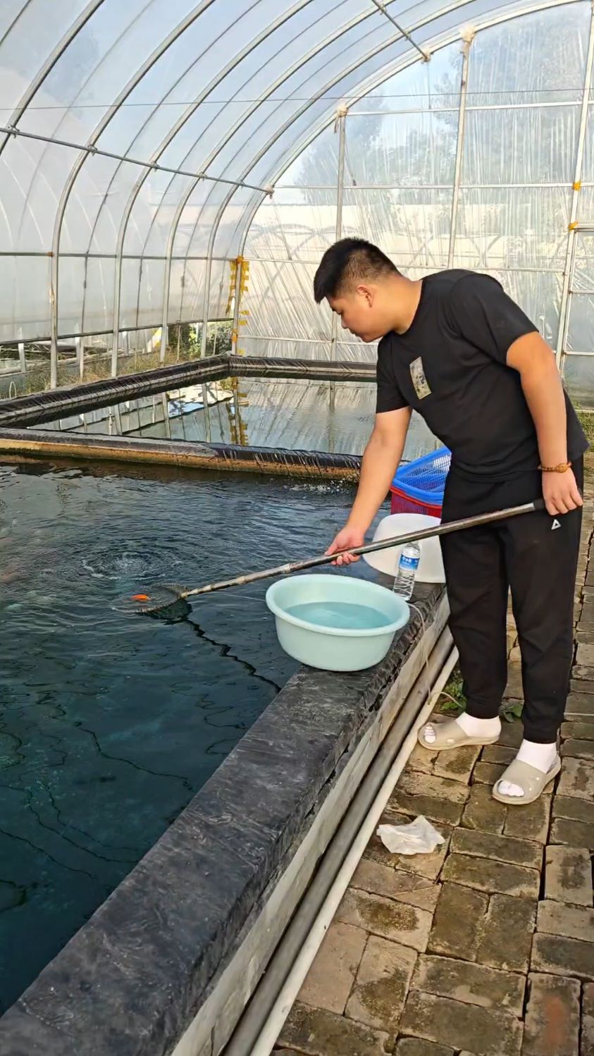 两只漂亮的红白兰寿金鱼