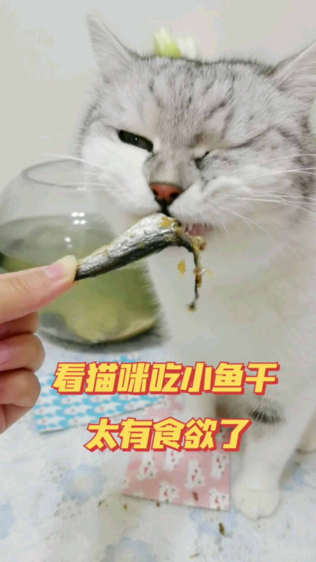 看小猫咪吃小鱼干真的好有食欲呀～