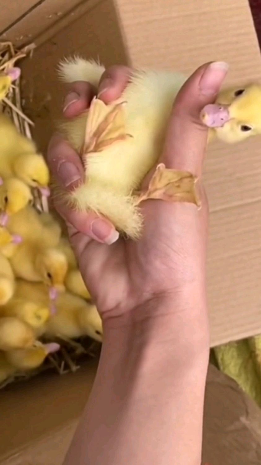 小鸭小鹅你能分清楚嘛