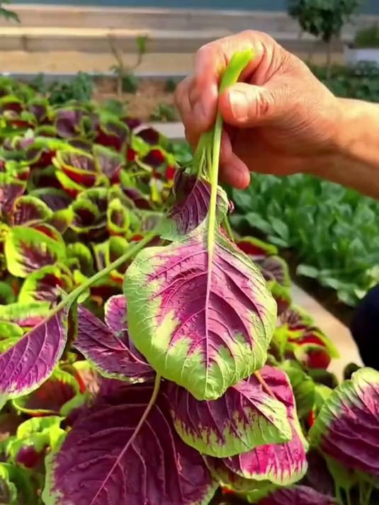 红苋菜又称长寿菜,营养丰富口感好,一次种植多年采收
