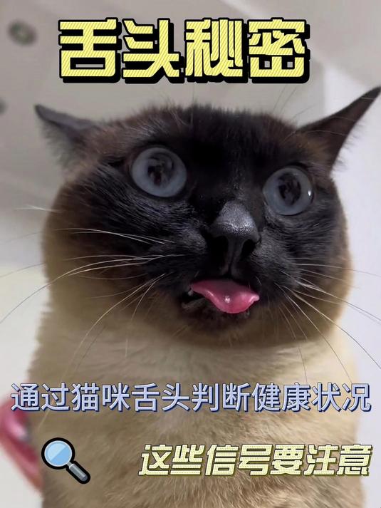 通过猫咪舌头判断健康状况,这些信号要注意