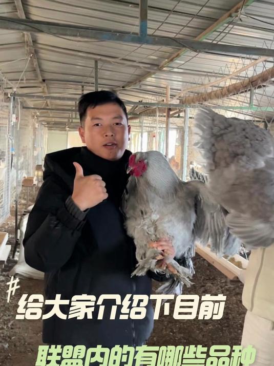 给大家介绍下联盟内有哪些品种