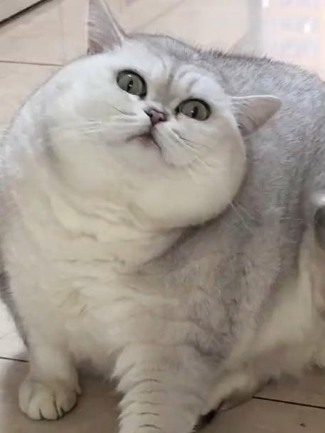 喂养快30斤的银渐层，真的是一辆小猫车！