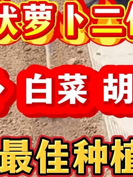 青白萝卜白菜胡萝卜2025年最佳种植时间