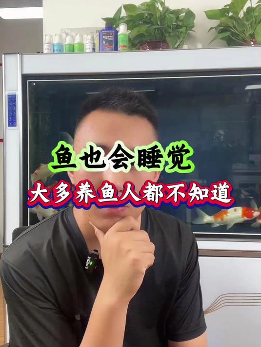 原来鱼儿会睡觉
