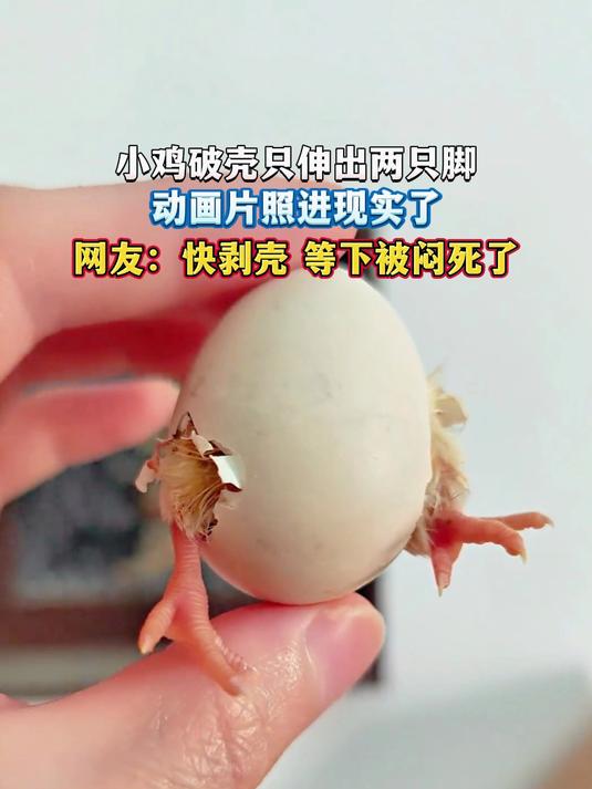 小鸡破壳只伸出两只脚,动画片照进现实了,网友:快剥壳 等下被闷死了