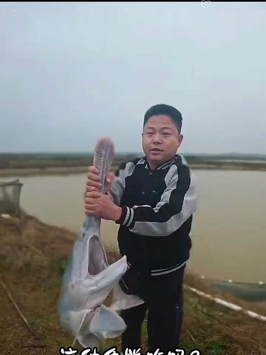 淡水鱼，你都吃过哪几种#你吃过几种淡水鱼#