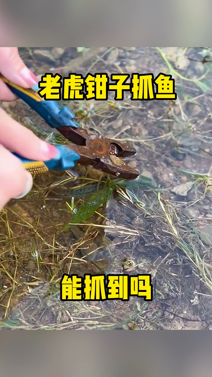 实用老虎钳抓鱼