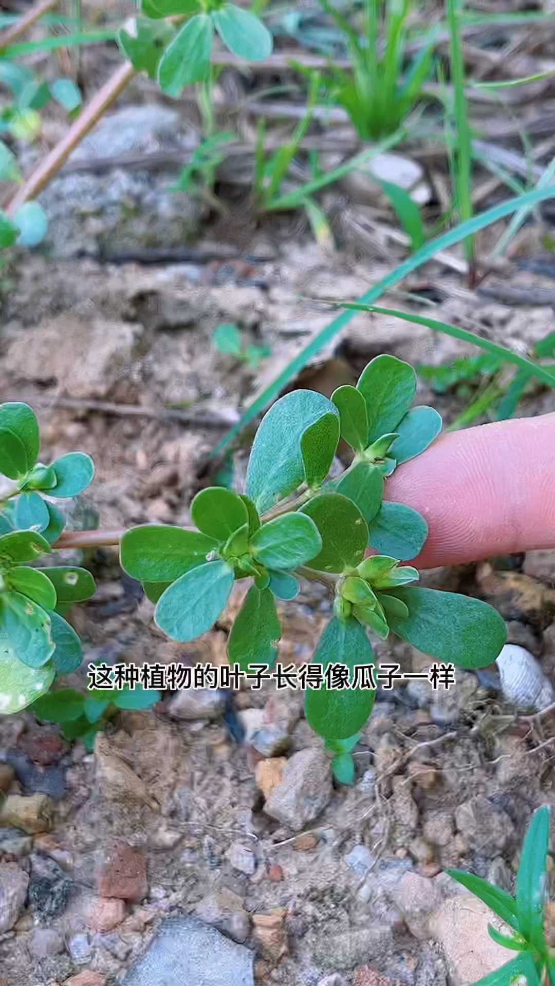 马齿苋又名瓜子菜,长寿菜,想不到它的价值这么好。#中草药