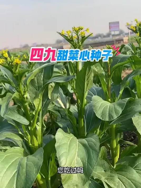 四九甜菜心种子 阳台小院都能种 连续采收超棒