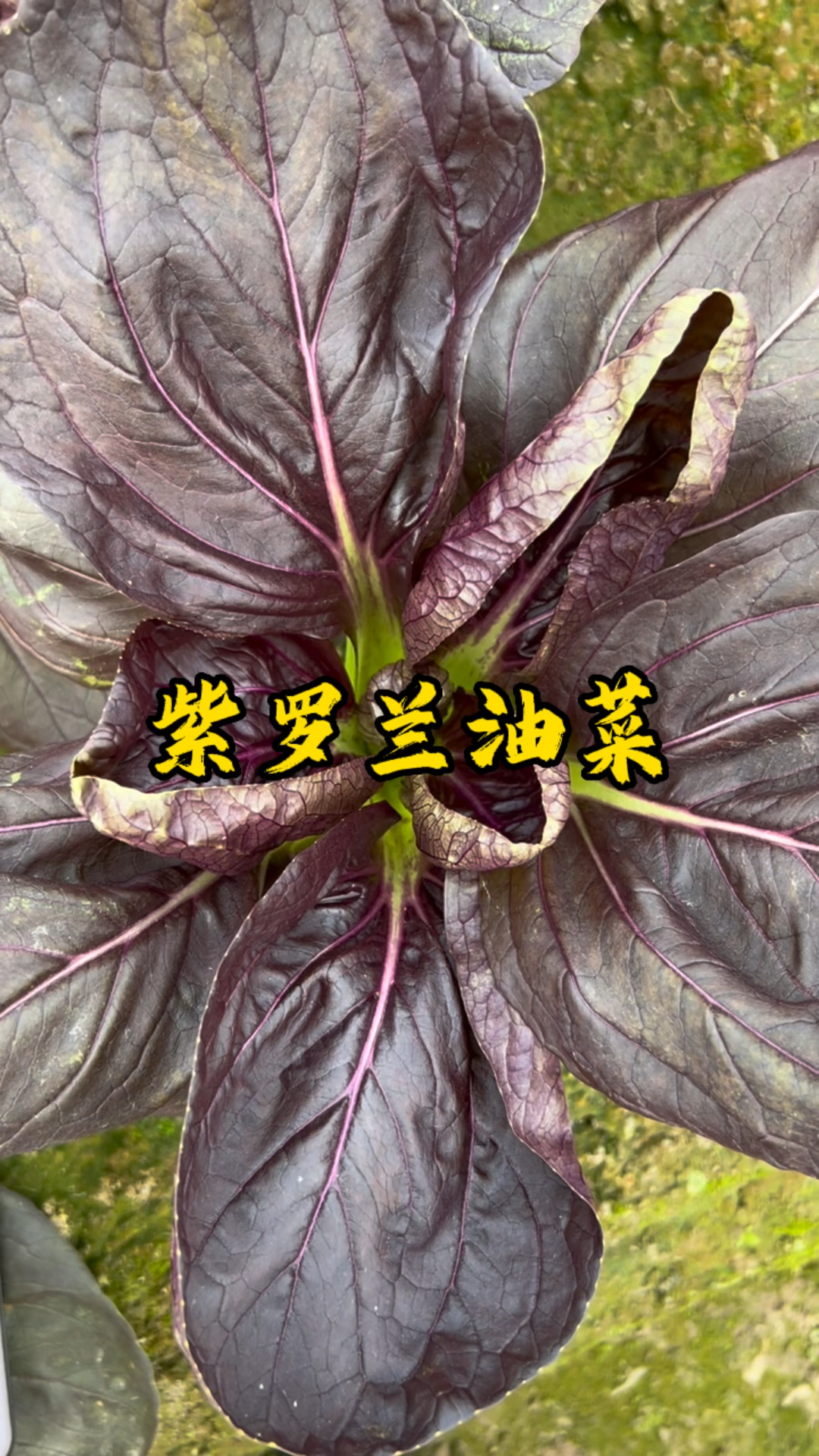 这种#油菜 紫中带绿颜值高,营养好吃没处挑,它就是紫罗兰油菜,好种植,易管理