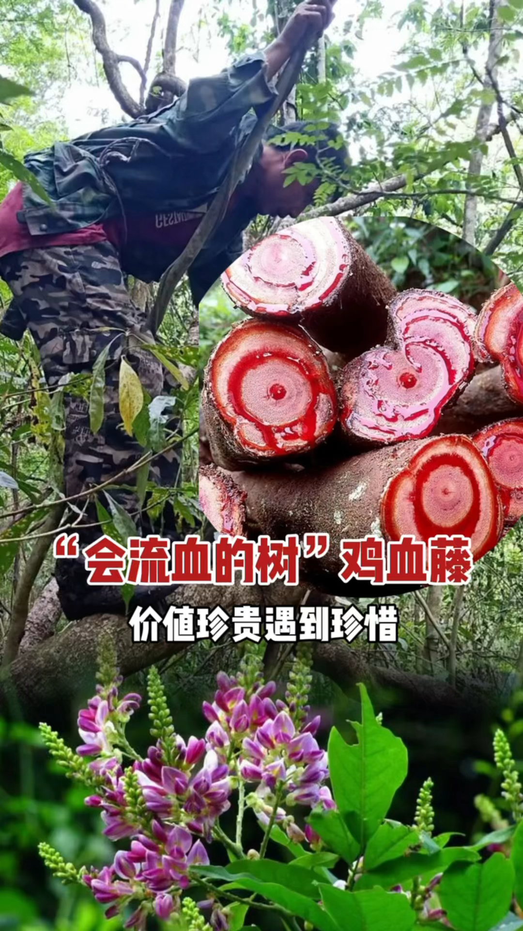 鸡血藤:南方山里很常见的植物,因其枝断开流出红色的液体而得名,没想到价值珍贵