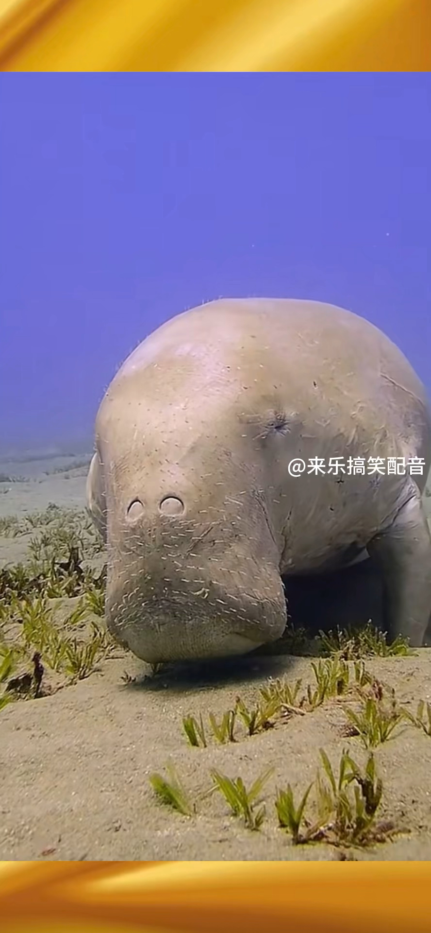 眼睛小咋啦?人家可是美人鱼原型