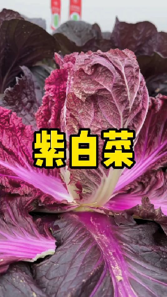 紫色大白菜你吃过吗