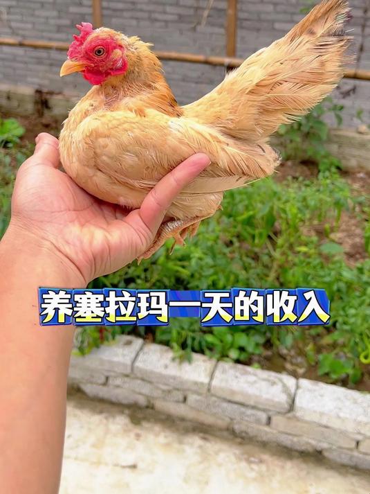 在家养塞拉玛鸡 一天都有多少收入，今天带大家来看下