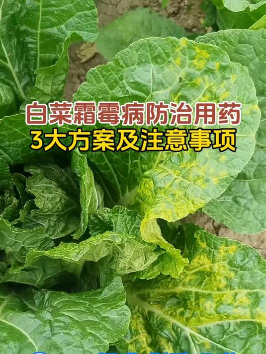 白菜种植 白菜霜霉病防治 白菜霜霉病防治用药3大方案及注意事项