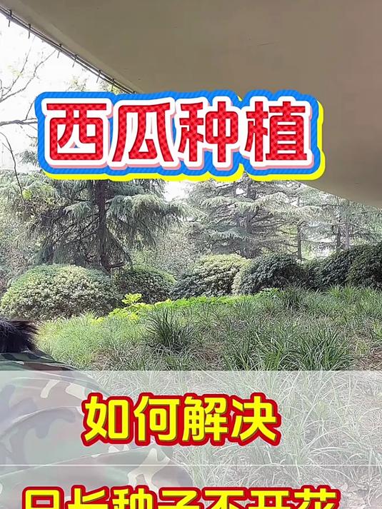 西瓜种植常遇病害?掌握防治方法,种出健康大西瓜
