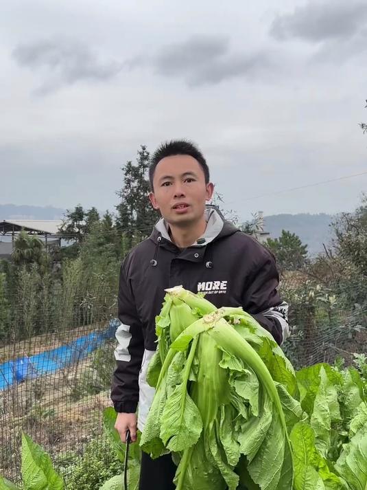 老一辈传下来的手艺,四川老坛酸菜的做法,学会了再也不用外面买
