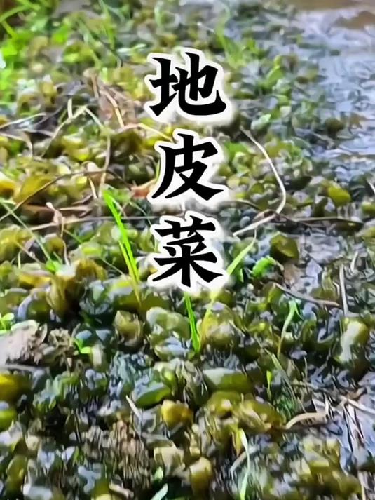 产地直挖地皮菜,尝鲜正当时