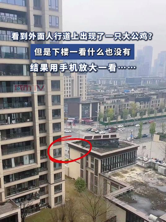 看到外面人行道上出现了一只大公鸡?但是下楼一看什么也没有