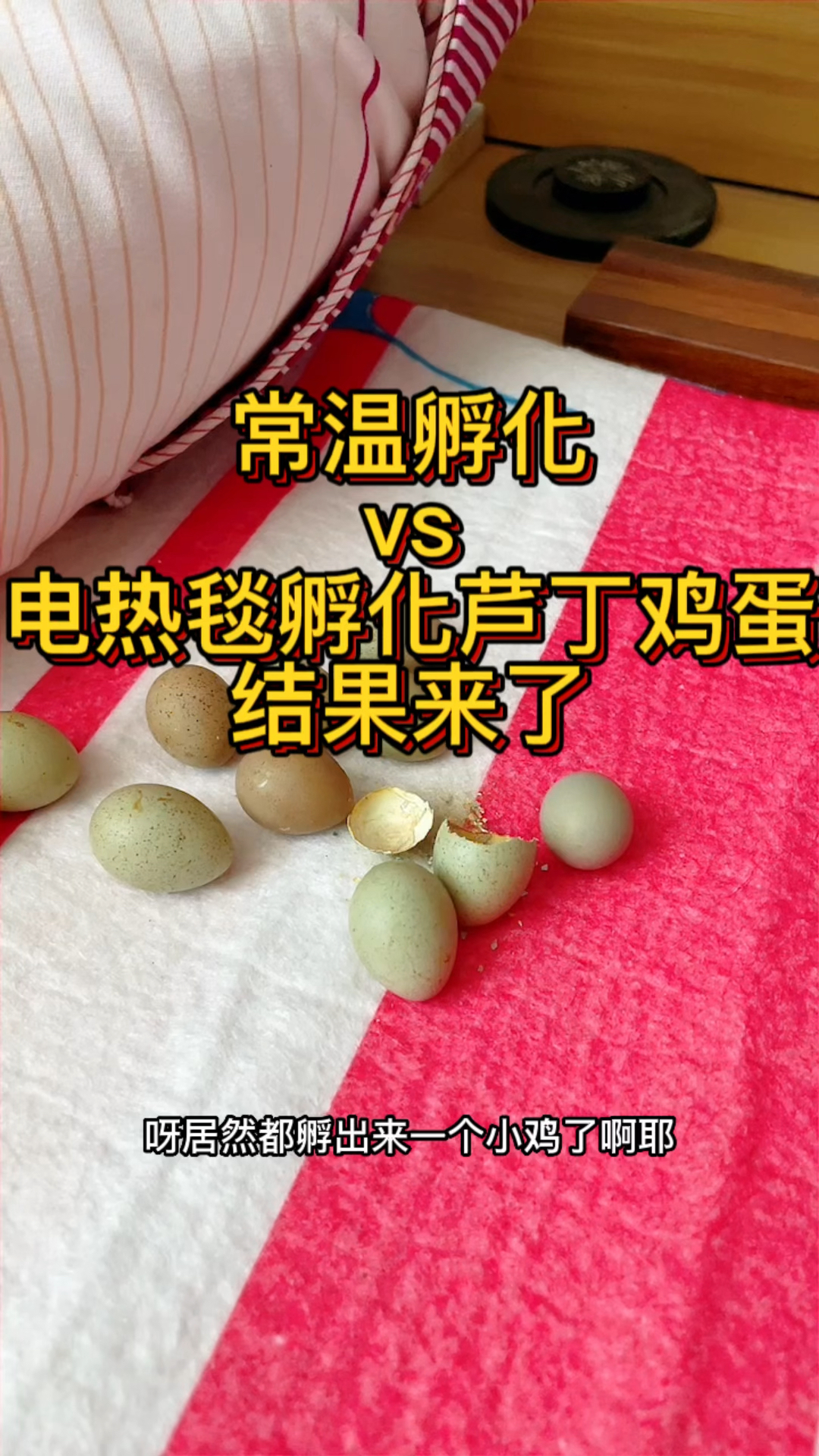 常温+电热毯孵化芦丁鸡蛋结果来了。