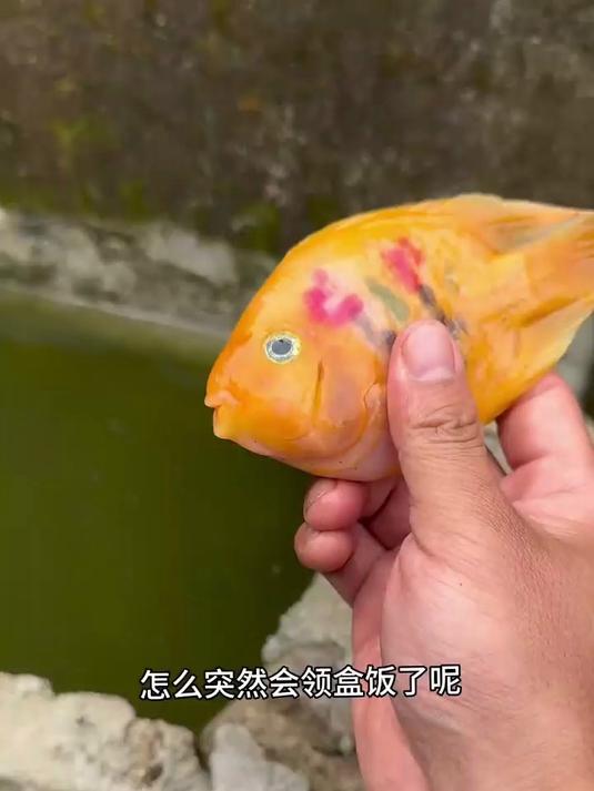 大家有认识六脚鱼的吗
