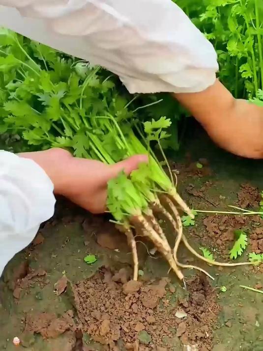 爆款小叶香菜种,开启香郁美食之旅